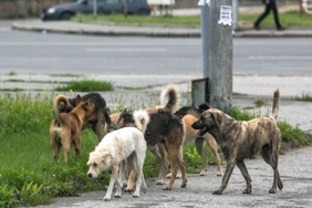 straydogs