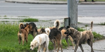 straydogs