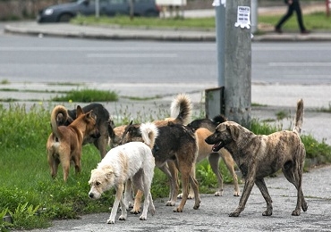 straydogs