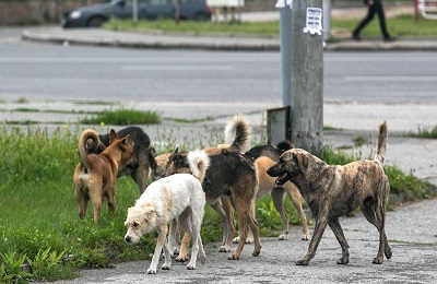 straydogs